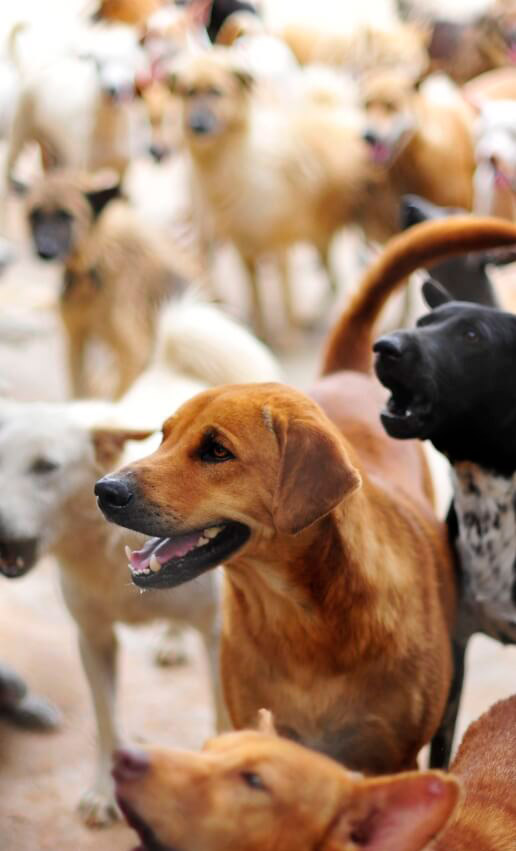 Social Responsibility A Pet Society | Hydra